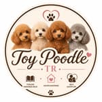 Toy Poodle TR